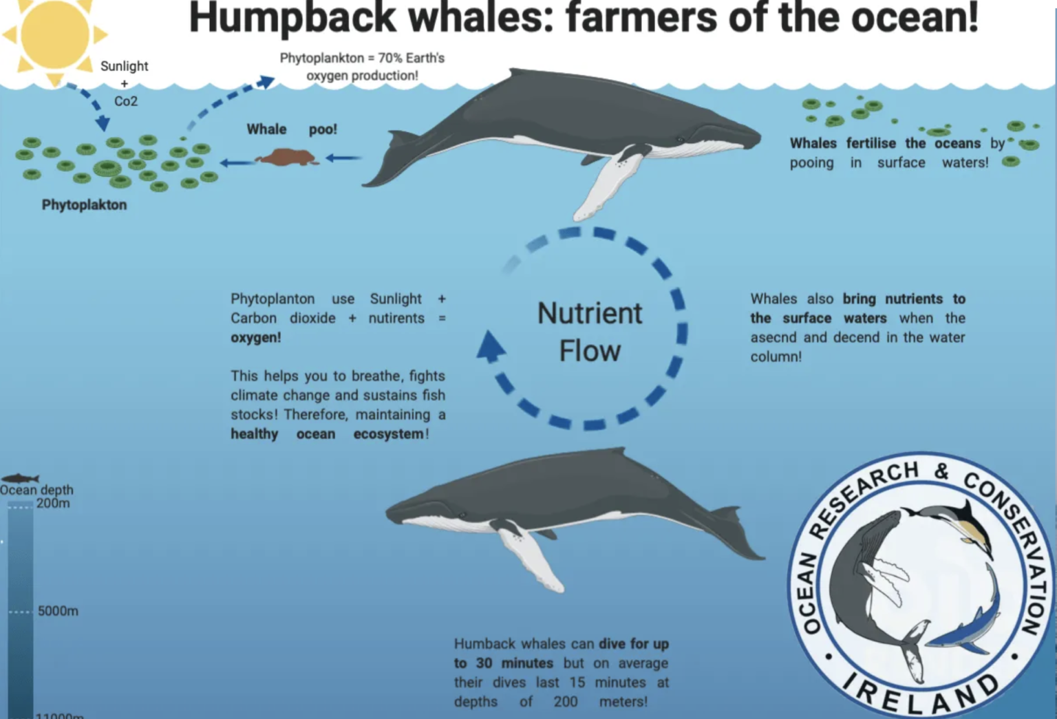 What Whales Can Teach Us About Climate Science - Culture Collective